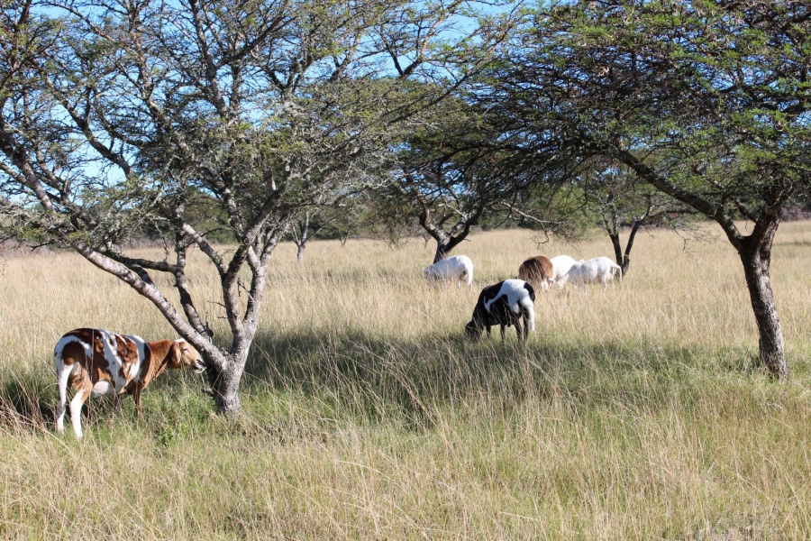 1 Bedroom Property for Sale in Bathurst Rural Eastern Cape